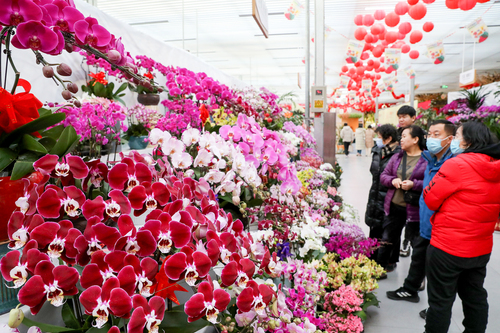 开云网站2000余万盆迎春年宵花产品上市2024北京迎春年宵花展开幕(图1)