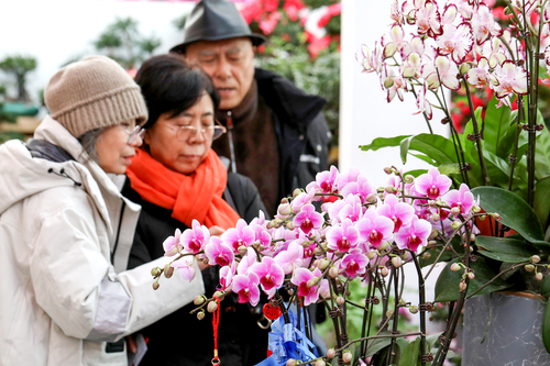 开云网站2000余万盆迎春年宵花产品上市2024北京迎春年宵花展开幕(图2)