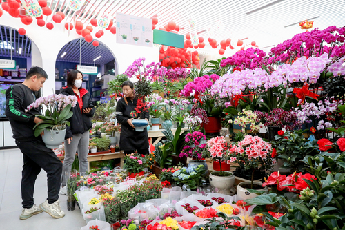 开云网站2000余万盆迎春年宵花产品上市2024北京迎春年宵花展开幕(图3)