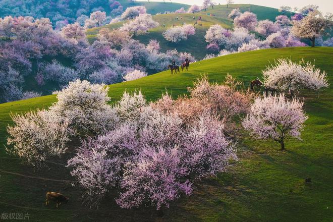 2024全国赏花地图3-8月值得去的14个重磅花海开云网站绝美花期全不落(图6)