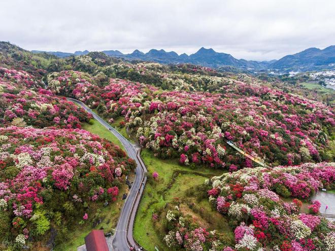 2024全国赏花地图3-8月值得去的14个重磅花海开云网站绝美花期全不落(图8)