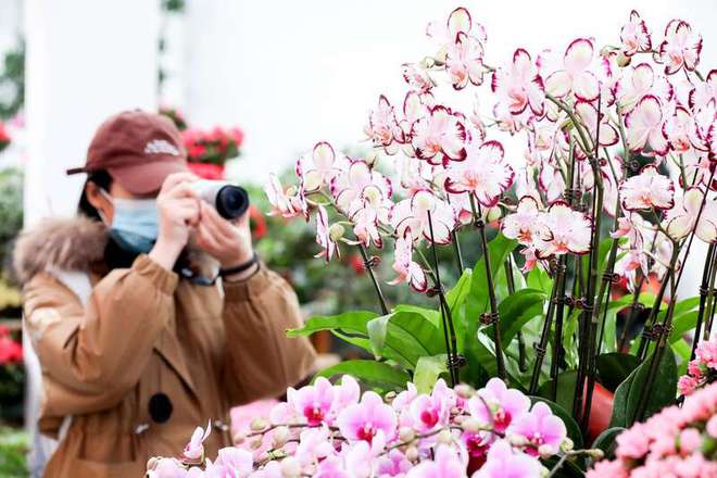 2024北京迎春年宵花展开幕(图1)