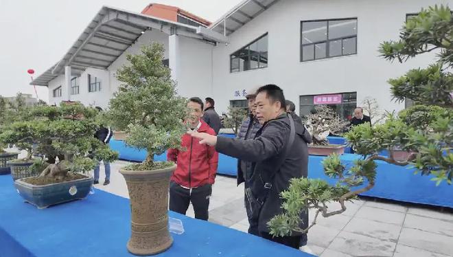 闯入花花世界！廉江花卉展销会开幕冬日里的繁花盛宴～(图9)