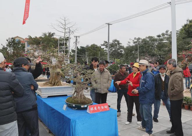 闯入花花世界！廉江花卉展销会开幕冬日里的繁花盛宴～(图12)