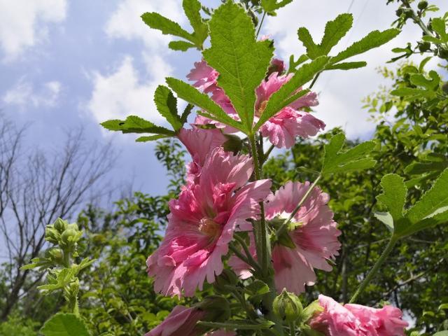 既是花卉又是药蜀葵花期正盛疮家必备良药(图2)