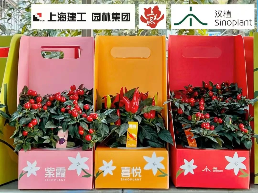 愛花人的盛會！2025迎春花展將在長寧這裡舉行→(图3)