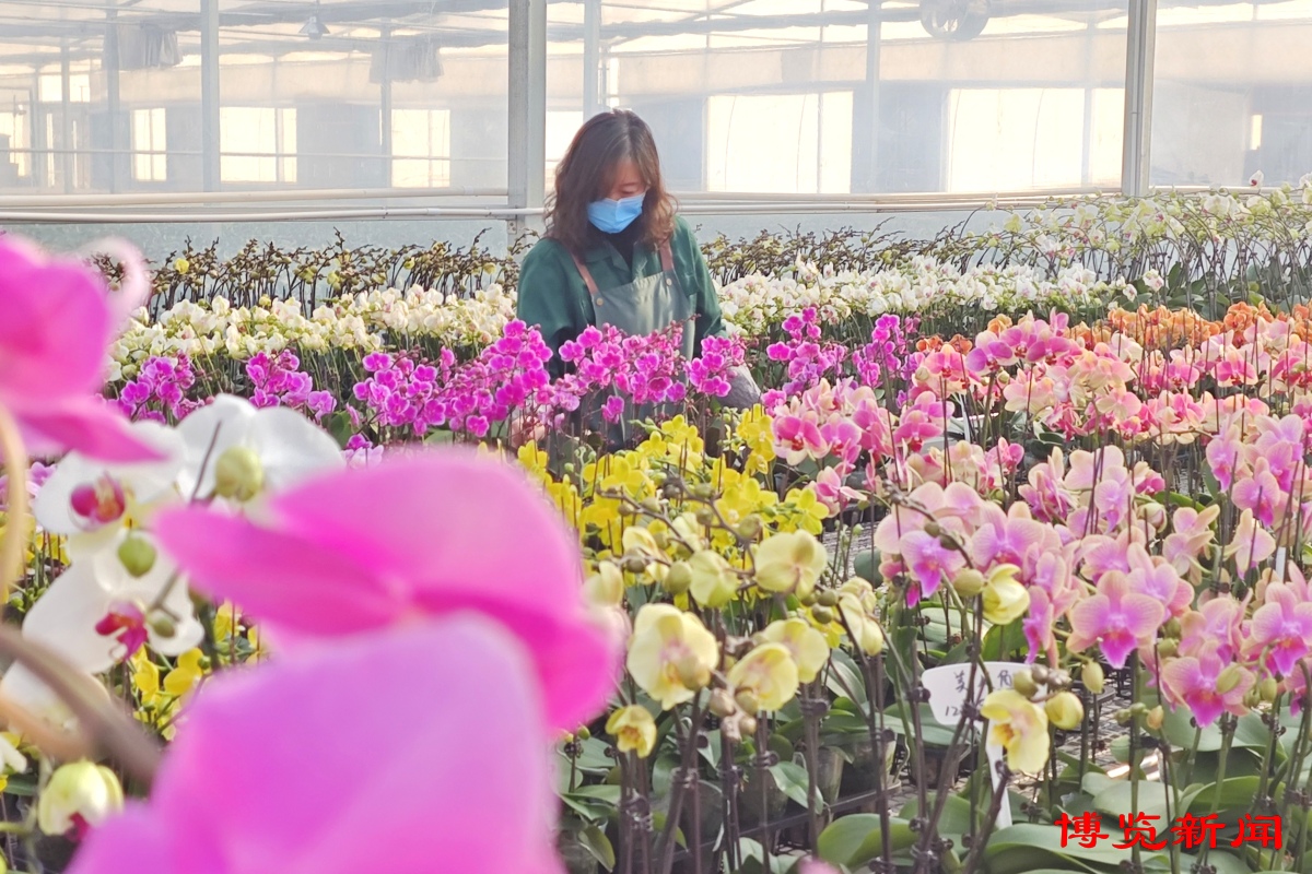 淄博：鲜花盛开供应春节市场(图1)