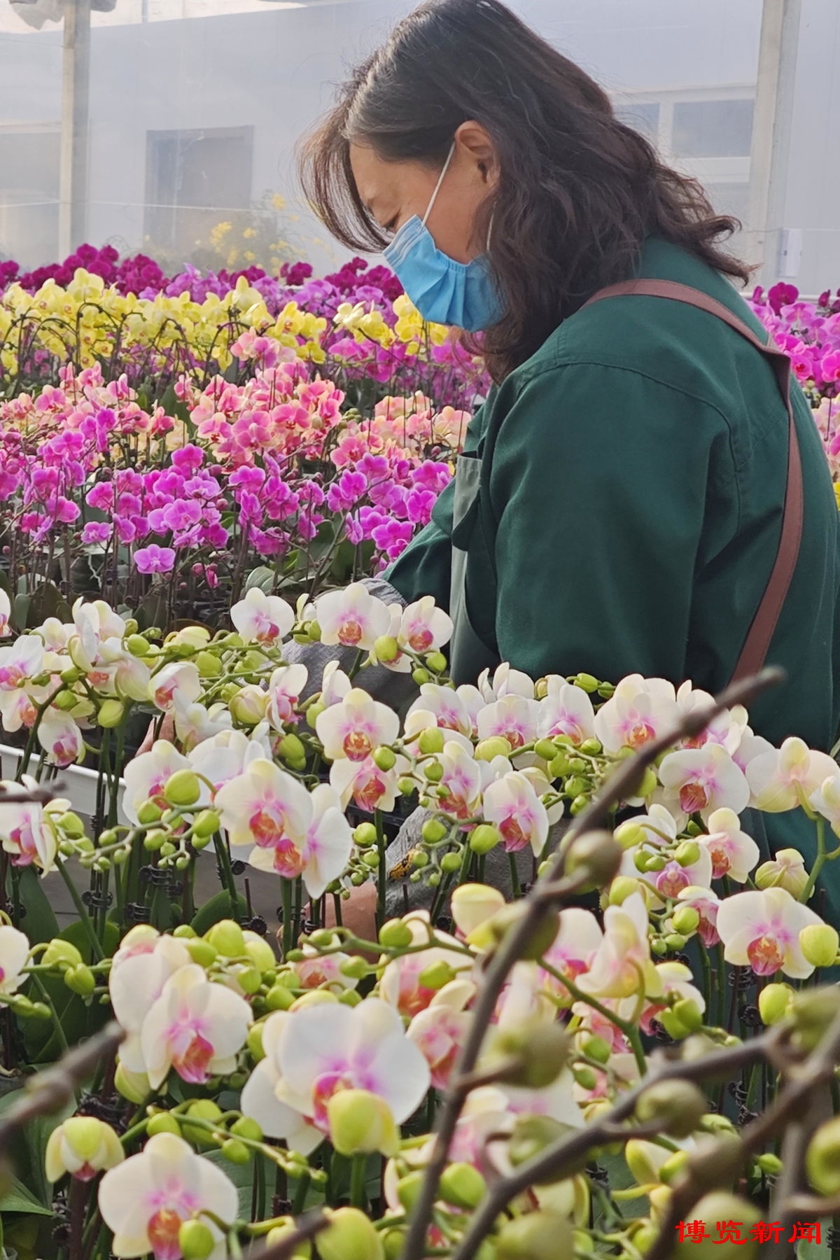 淄博：鲜花盛开供应春节市场(图2)