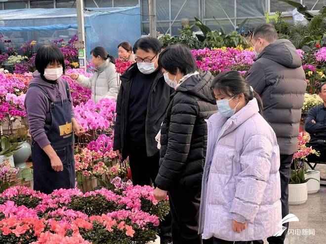 日照依河花卉市场年宵花热销蝴蝶兰成销量之王(图2)