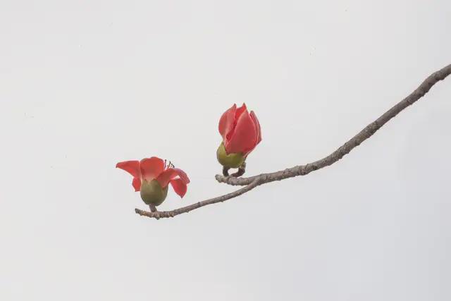 一朵花读懂一座城｜我国已有近三百个城市确立市花(图2)