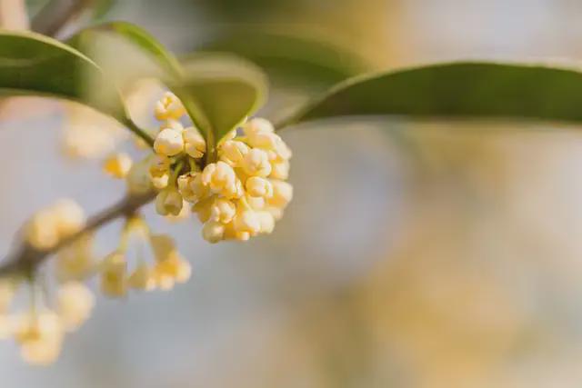 一朵花读懂一座城｜我国已有近三百个城市确立市花(图4)