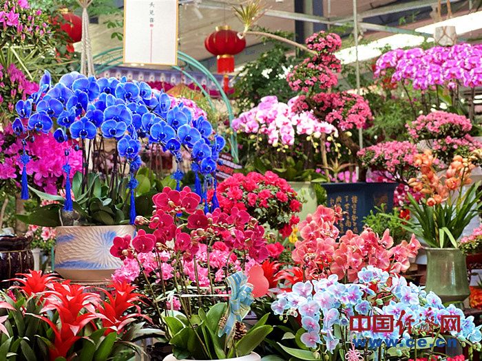 【新春走基层】花卉市场年味浓年宵花经济火出圈(图2)