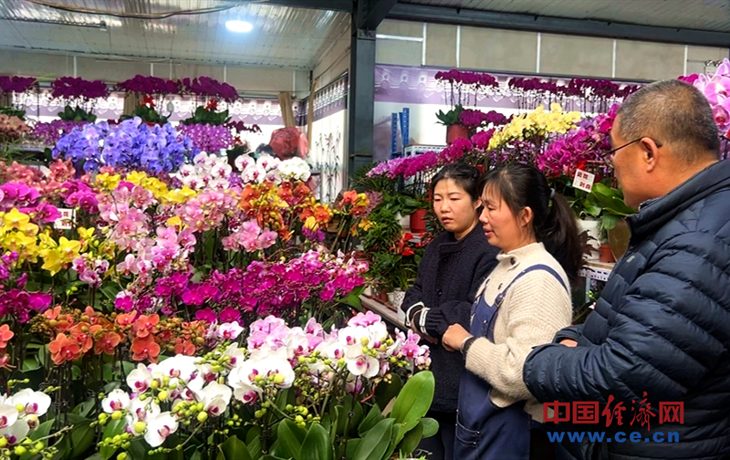 【新春走基层】花卉市场年味浓年宵花经济火出圈(图4)