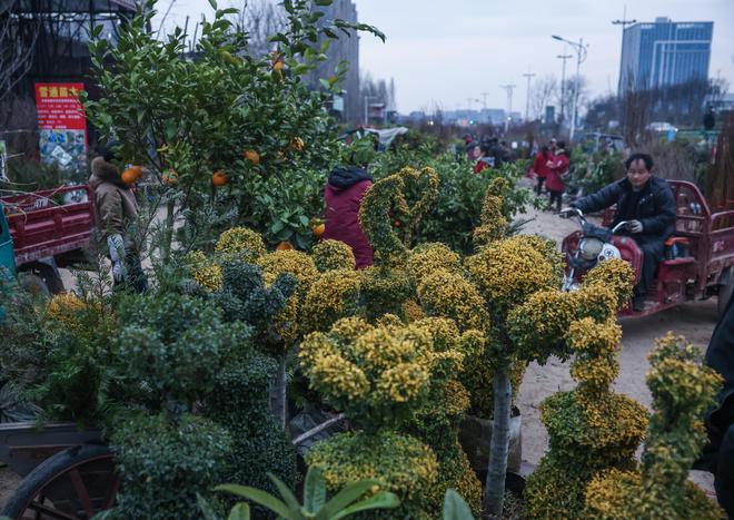 浙江金华：苗木花卉市场活力涌动(图1)