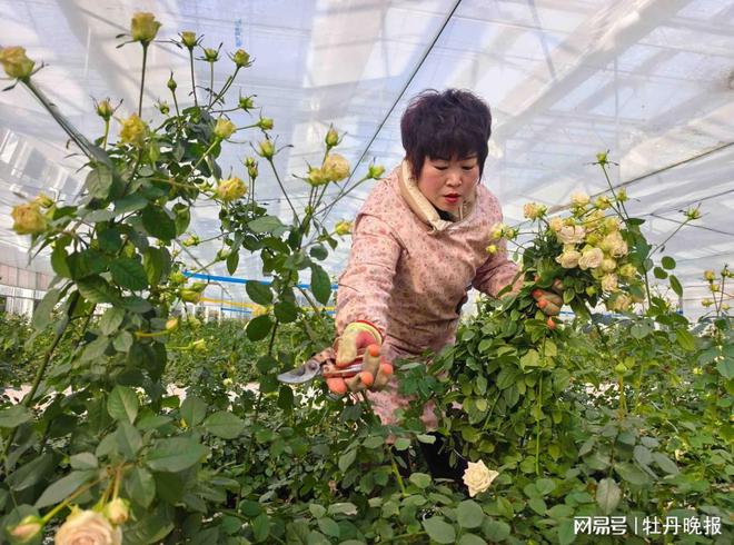 “浪漫经济”催热鲜花市场(图3)