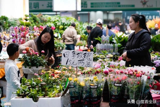 昆明斗南花卉：连续25年蝉联全国第一花卉产业的璀璨明珠！(图9)