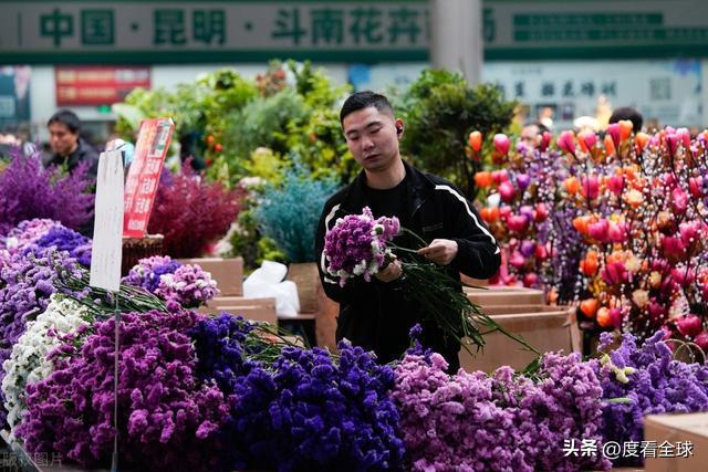 昆明斗南花卉：连续25年蝉联全国第一花卉产业的璀璨明珠！(图12)